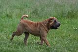 SHAR-PEI 922